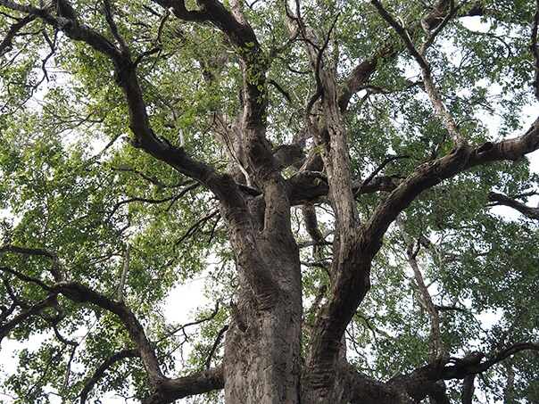 يُعدّ خشب الورد الهندي من المواد الأساسية المستخدمة في صناعة القيثارات الصوتية.